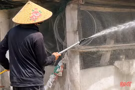 "Lá chắn sinh học" trước dịch tả lợn châu Phi