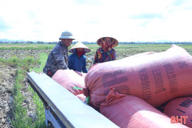 Nông dân Hà Tĩnh hối hả thu hoạch lúa hè thu