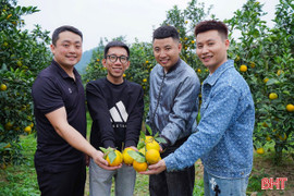 Đa dạng kênh quảng bá, tiêu thụ, đặc sản cam Hà Tĩnh khẳng định vị thế