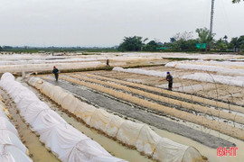 Tuân thủ thời vụ, cơ cấu giống trong sản xuất vụ xuân 2026