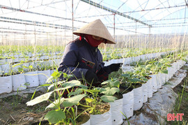 Hà Tĩnh ưu tiên giống ngắn ngày trong sản xuất vụ đông