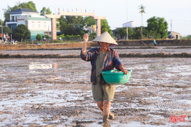 Bỏ thói quen sử dụng giống lúa liền vụ trong gieo cấy hè thu
