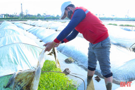 Nông dân Hà Tĩnh tích cực chống rét cho mạ xuân