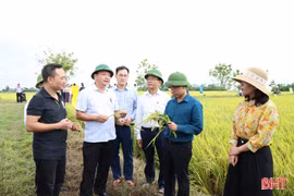 Vụ lúa xuân ở Hà Tĩnh thắng lợi khẳng định hiệu quả tái cơ cấu nông nghiệp