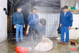 Phát hiện 2 hộ giết mổ lợn trái phép tại phường Hà Huy Tập