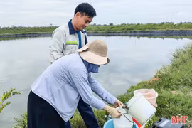 Ngành chuyên môn khuyến cáo gì sau quan trắc các vùng nuôi tôm?