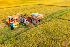 Nông dân rộn ràng thu hoạch lúa xuân trong niềm vui thắng lợi