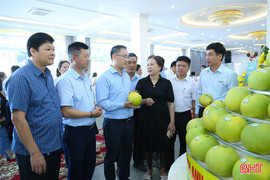 Xúc tiến thương mại tiêu thụ bưởi Phúc Trạch đạt chuẩn hữu cơ