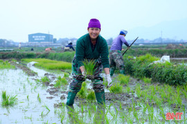 Nông dân Hà Tĩnh "đua" tiến độ gieo cấy lúa xuân