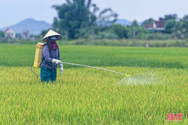 Sâu bệnh gây hại trên lúa hè thu, Hà Tĩnh gấp rút phòng trừ