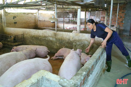 Người chăn nuôi thận trọng tái đàn "đón" sóng nhu cầu cuối năm