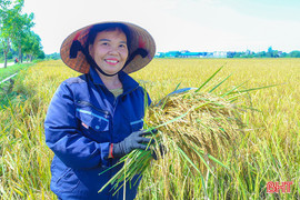 Lúa Quế Lâm gặt "mùa vàng" trên đồng ruộng Hà Tĩnh
