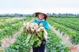 Củ cải được mùa, được giá, nông dân phấn khởi thu hoạch
