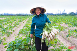 Củ cải được mùa, được giá, nông dân phấn khởi thu hoạch