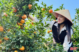 Nông sản “made in Hà Tĩnh” rộn ràng ra chợ Tết