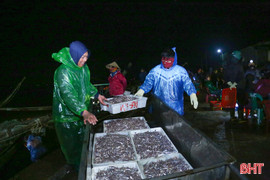 Vươn khơi khai thác vụ cá Bắc