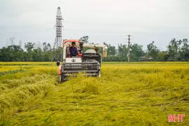 Tranh thủ thời tiết thuận lợi, đẩy nhanh tiến độ thu hoạch lúa xuân