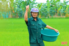 Đồng lúa “thì con gái”: Chăm đúng lúc, quyết định cả vụ mùa