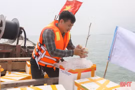 Thả ngao tím góp phần phục hồi nguồn lợi thủy sản ven biển