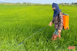 Chủ động ứng phó sâu bệnh, bảo vệ sản xuất lúa hè thu