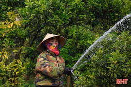 "Kích hoạt" các giải pháp chống hạn cho cây ăn quả 