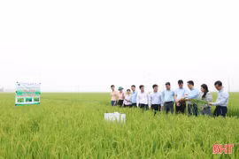 Hà Tĩnh sẽ áp dụng kỹ thuật tưới ngập - khô xen kẽ thêm 5.400ha