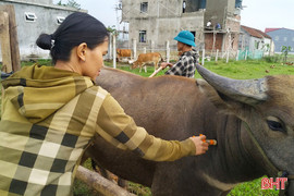 Tăng tốc tiêm vắc xin phòng ngừa dịch bệnh trên đàn gia súc, gia cầm