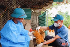 Tăng tốc tiêm phòng, bảo vệ đàn vật nuôi trước nguy cơ dịch bệnh