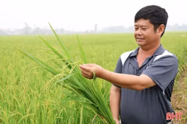 Gửi ước mong theo mùa lúa đơm bông 