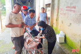 Mua bán gia súc nhiễm bệnh là vô trách nhiệm với cộng đồng