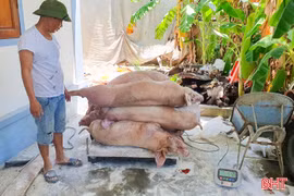 Đề nghị hỗ trợ hơn 100 tỷ đồng phục vụ phòng, chống dịch trên vật nuôi