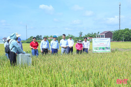 Mô hình sản xuất lúa giảm phát thải cho hiệu quả tích cực