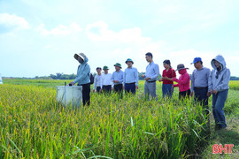 Công nghệ tưới ngập - khô xen kẽ trong canh tác lúa giảm phát thải