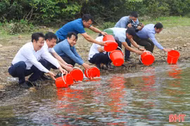 Hà Tĩnh thả hơn 4 vạn cá giống tái tạo nguồn lợi thủy sản