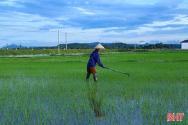 Khi cây lúa lên xanh 