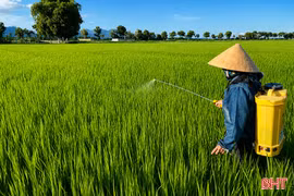 Bám đồng chăm lúa, nông dân Hà Tĩnh hướng tới vụ hè thu thắng lợi