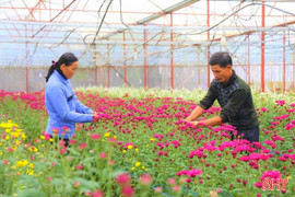 Rực rỡ sắc xuân trên những vườn hoa ở Hà Tĩnh