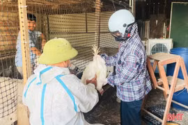 Ngành chuyên môn Hà Tĩnh khuyến cáo tăng cường phòng, chống dịch sau khi xuất hiện ổ dịch H5N1