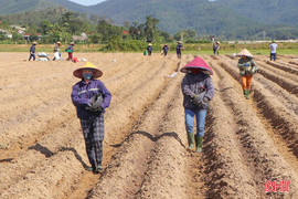 Khắc phục khó khăn, linh hoạt đảm bảo sản xuất vụ đông