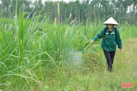 Hà Tĩnh chủ động kiểm soát, không để bùng phát dịch châu chấu tre