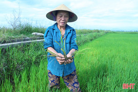 Cấp bách phòng trừ sâu bệnh tấn công lúa hè thu trên diện rộng