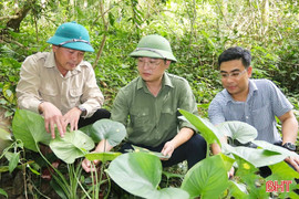 "Bom hạt giống" hướng đến phục hồi, phát triển rừng bền vững