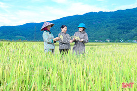 Những giống lúa cho năng suất vượt trội trong vụ xuân tại Hà Tĩnh