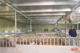 Chăn nuôi an toàn sinh học - lớp phòng vệ trước “bão” dịch tả lợn châu Phi