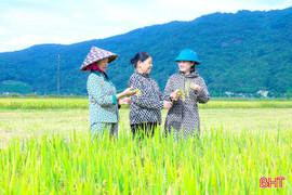 Vụ xuân thắng lợi, tạo đà cho tăng trưởng nông nghiệp Hà Tĩnh 