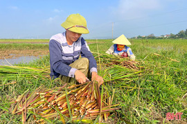 Lần đầu tiên trồng thành công cây niễng trên đất lúa kém hiệu quả