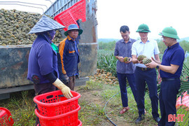 Mô hình sản xuất dứa liên kết cho hiệu quả tốt tại Hà Tĩnh 