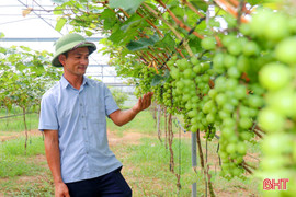 Hà Tĩnh xây dựng nền nông nghiệp đa giá trị, sinh thái, bền vững