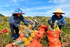 Phát triển vùng nguyên liệu dứa ở Hà Tĩnh: Liên kết phải gắn với trách nhiệm!