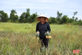 Sở NN&MT thông tin về việc liên kết trồng dứa tại xã Cẩm Lạc